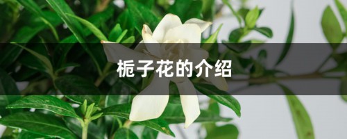 栀子花的介绍，栀子花的花语