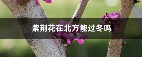 紫荆花在北方能过冬吗，有什么越冬的措施