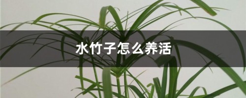 水竹子怎么养活