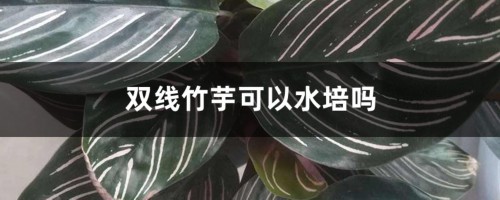 双线竹芋可以水培吗