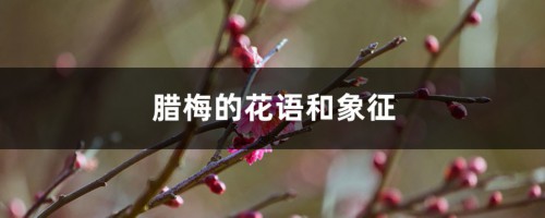 腊梅的花语和象征