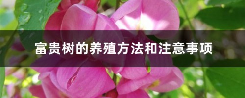 富贵树的养殖方法和注意事项